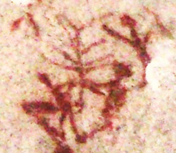 arbre de vie a capivara