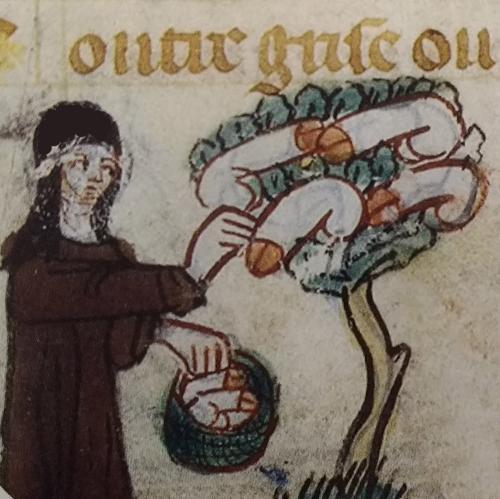 l'arbre-pénis de Jeanne de Monbaston l'arbre-pénis de Jeanne de Monbaston