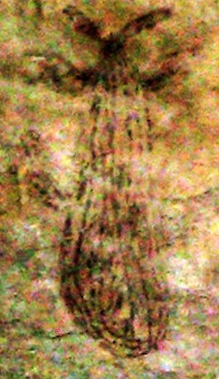 légume-racine de vie capivarien/photo Dubal