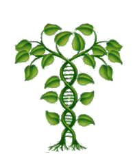 ADN caduc&eacute;e