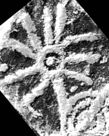Carshenna -1430 / Tactigryphy : L. Dubal